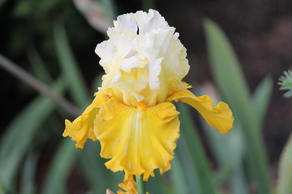 Photo of Tall Bearded Iris (Iris 'Alpine Harmony') uploaded by ARUBA1334