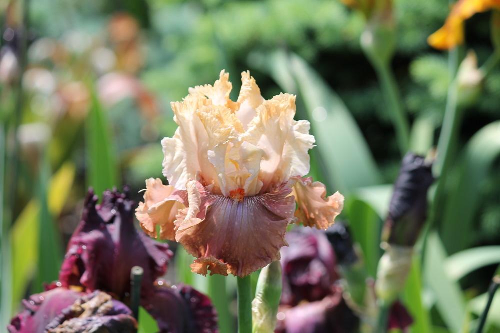 Photo of Tall Bearded Iris (Iris 'Champagne and Strawberries') uploaded by ARUBA1334