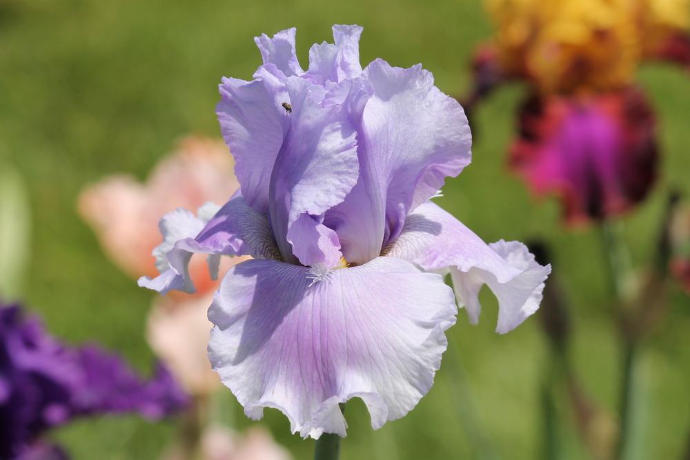 Photo of Tall Bearded Iris (Iris 'Queen of the Mist') uploaded by ARUBA1334