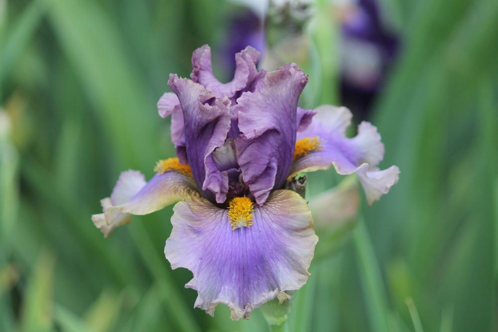 Photo of Tall Bearded Iris (Iris 'Crash Course') uploaded by ARUBA1334