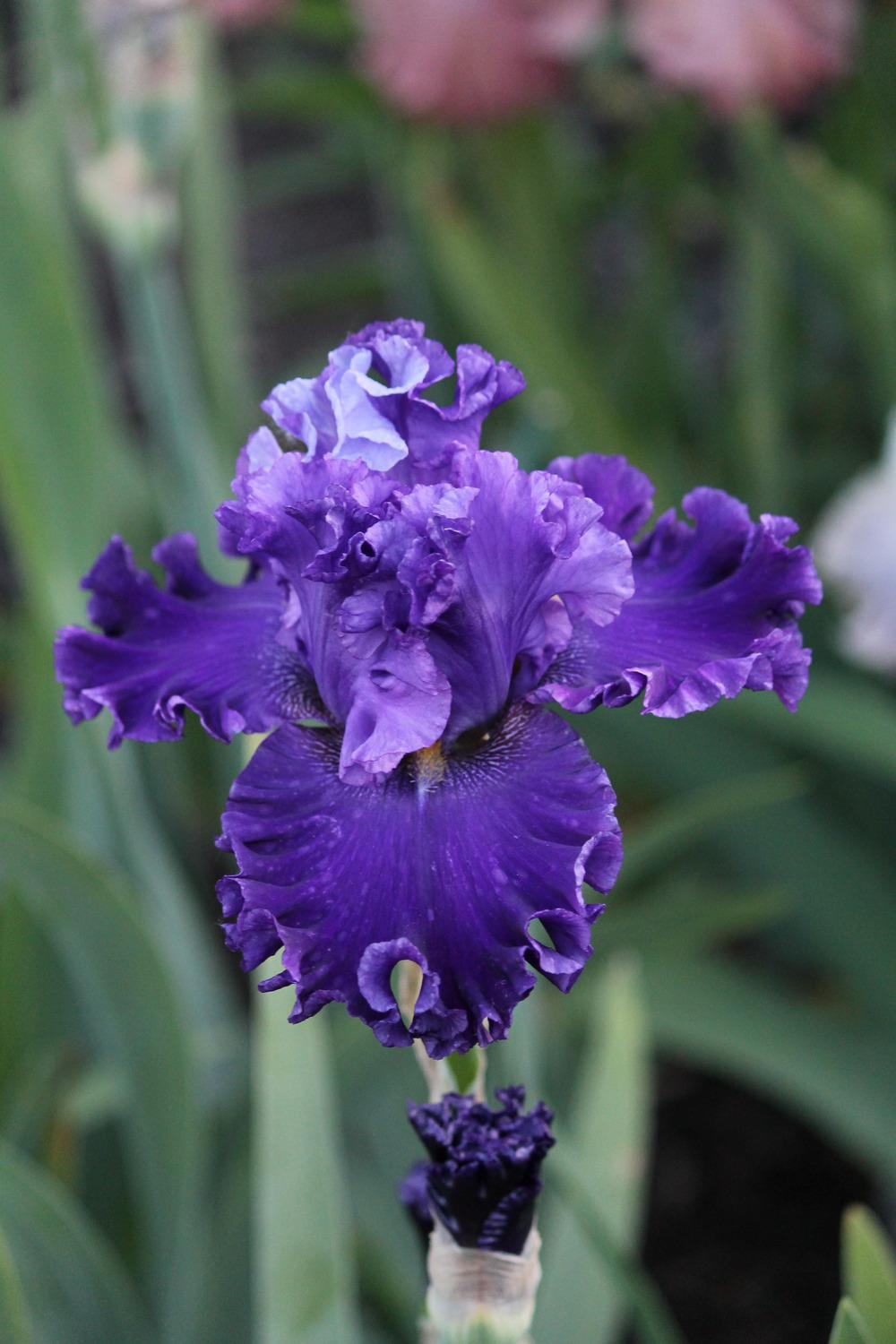 Photo of Tall Bearded Iris (Iris 'Highland Lord') uploaded by ARUBA1334