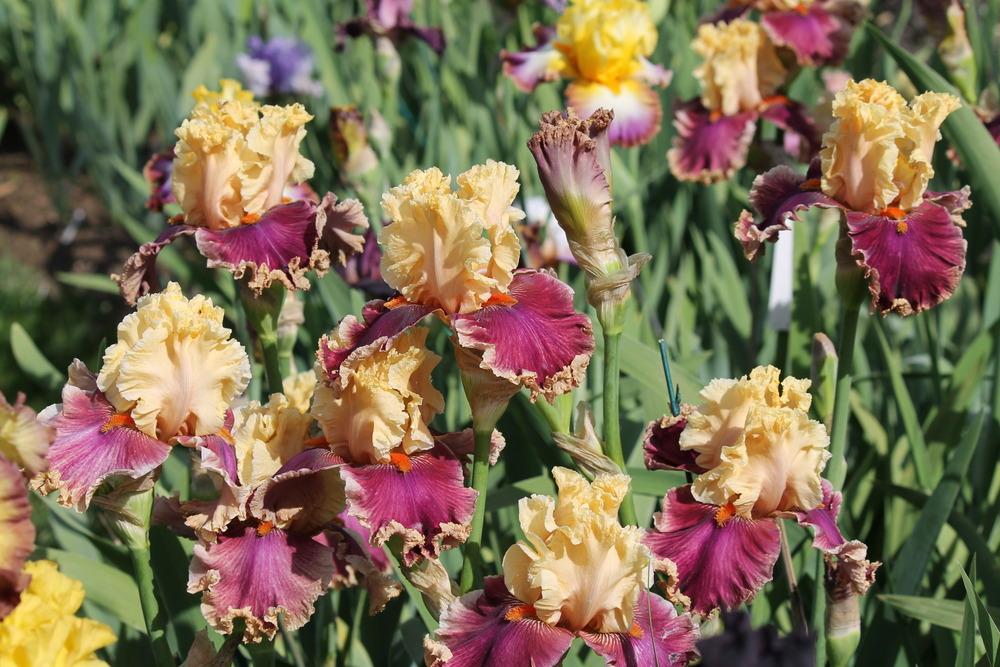 Photo of Tall Bearded Iris (Iris 'Decadence') uploaded by ARUBA1334