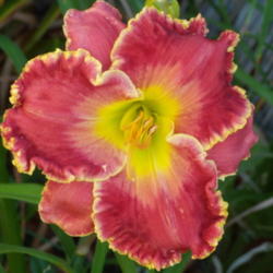 Location: My garden in Bakersfield, CA
Date: 2012-07-01 