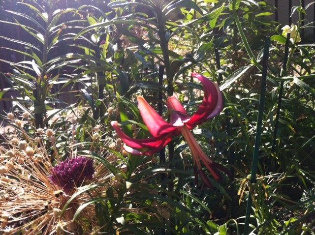 Photo of Asiatic Lily (Lilium 'Eurydike') uploaded by Ispahan