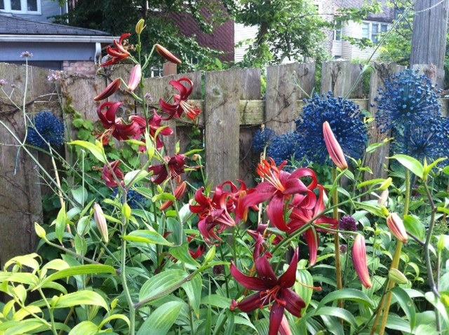 Photo of Lily (Lilium 'Red Velvet') uploaded by Ispahan