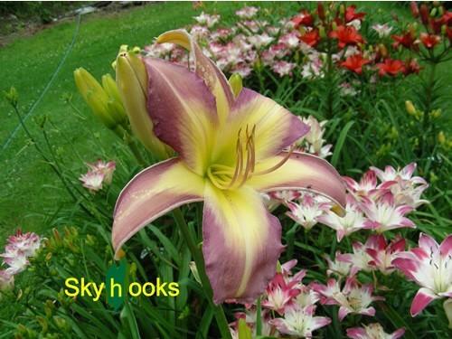 Photo of Daylily (Hemerocallis 'Skyhooks') uploaded by Joy