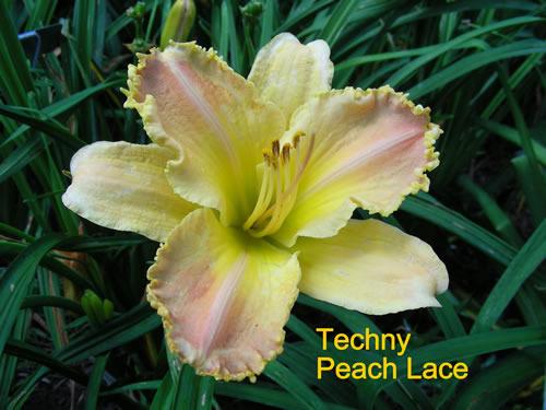 Photo of Daylily (Hemerocallis 'Techny Peach Lace') uploaded by Joy