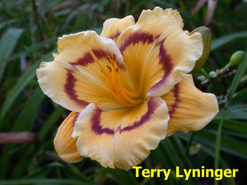 Photo of Daylily (Hemerocallis 'Terry Lyninger') uploaded by Joy