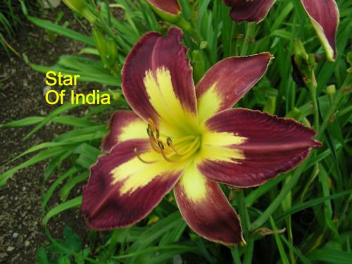 Photo of Daylily (Hemerocallis 'Star of India') uploaded by Joy