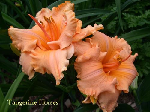 Photo of Daylily (Hemerocallis 'Tangerine Horses') uploaded by Joy