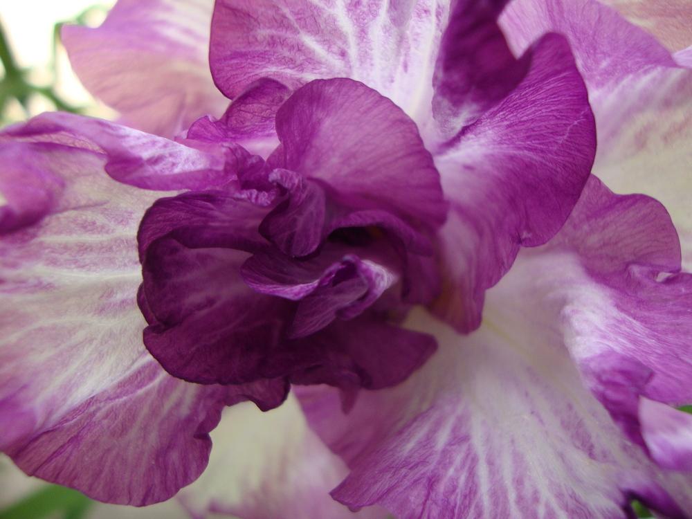 Photo of Japanese Iris (Iris ensata 'Lion King') uploaded by Paul2032