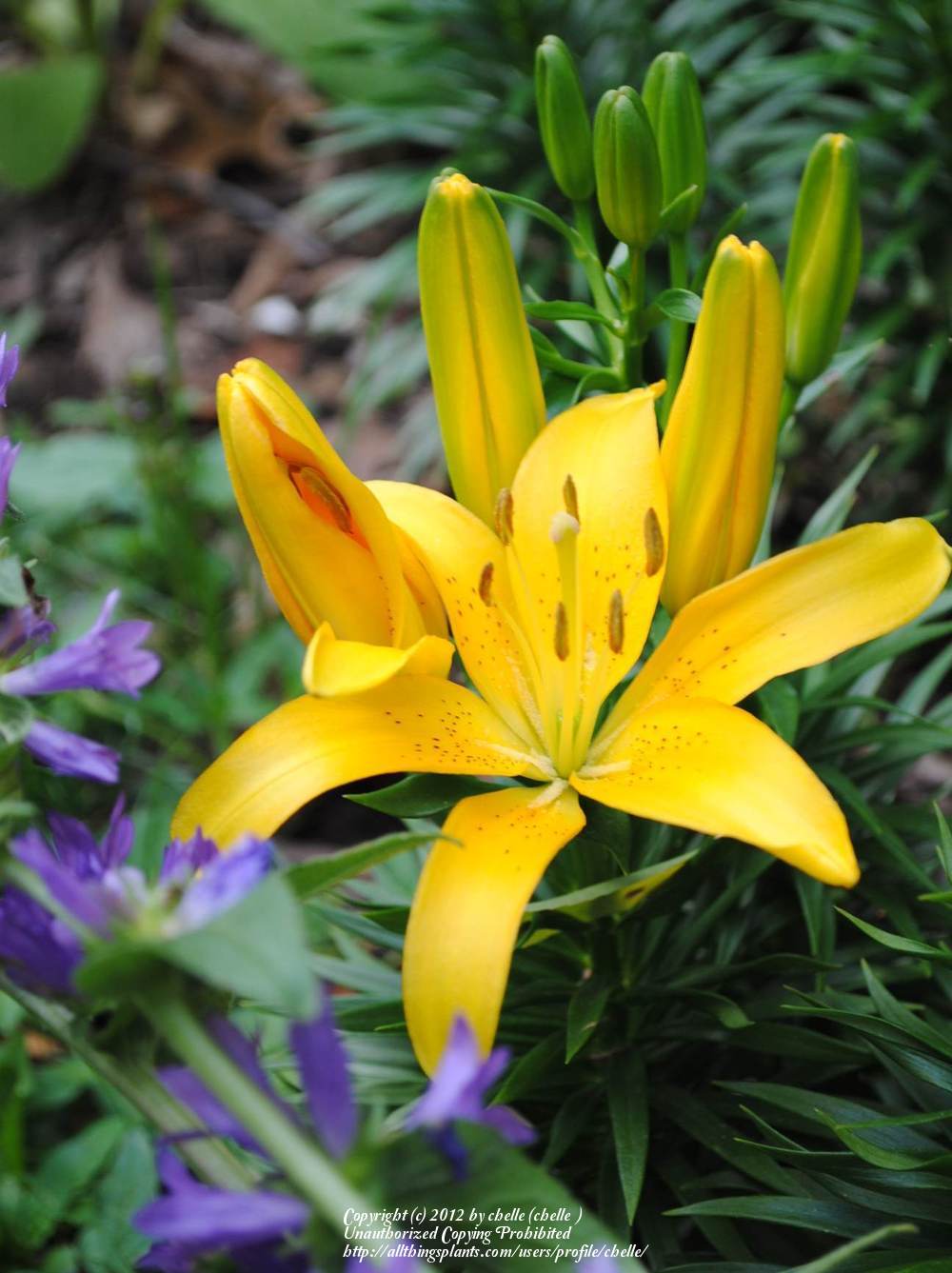Photo of Lily (Lilium 'Yellow Baby') uploaded by chelle