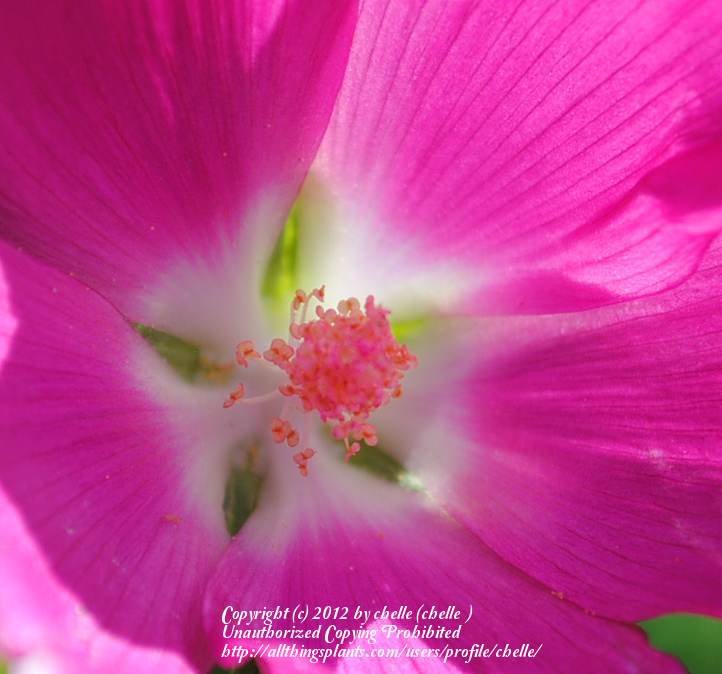 Photo of Winecup (Callirhoe involucrata) uploaded by chelle