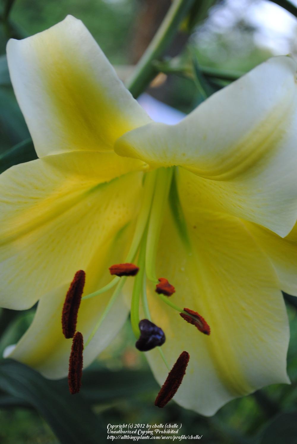 Photo of Lily (Lilium 'Conca d'Or') uploaded by chelle