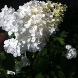 Location: Medina, TN
Date: 2012-06-30
'Vanilla Strawberry' has huge blooms that start off very white. T