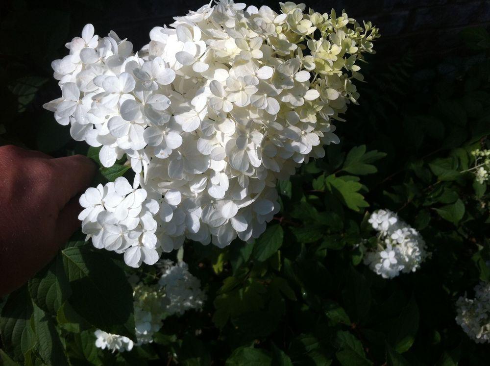 Photo of Panicle Hydrangea (Hydrangea paniculata First Editions® Vanilla Strawberry™) uploaded by clintbrown