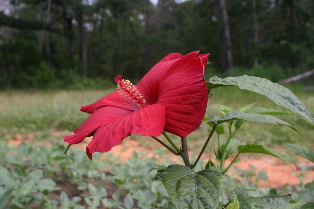 Photo of Hybrid Hardy Hibiscus (Hibiscus 'My Valentine') uploaded by dave