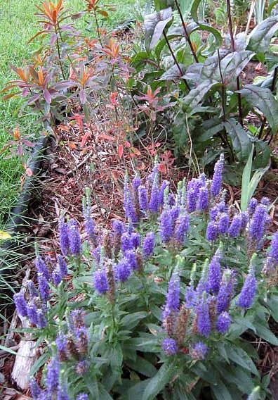 Photo of Spike Speedwell (Veronica spicata Royal Candles) uploaded by ge1836