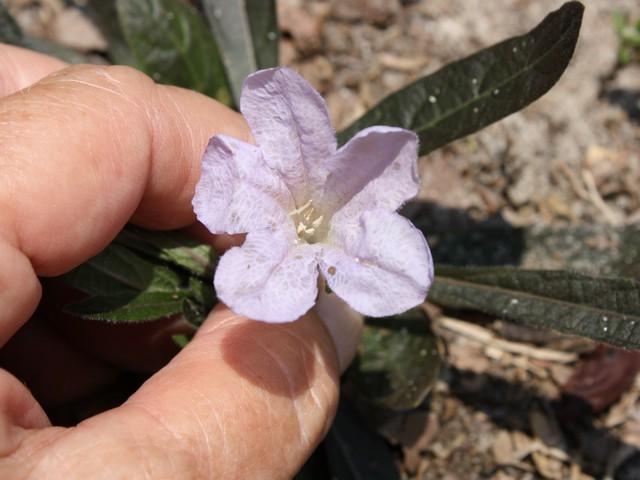 Photo of Mexican Petunia (Ruellia simplex) uploaded by gingin