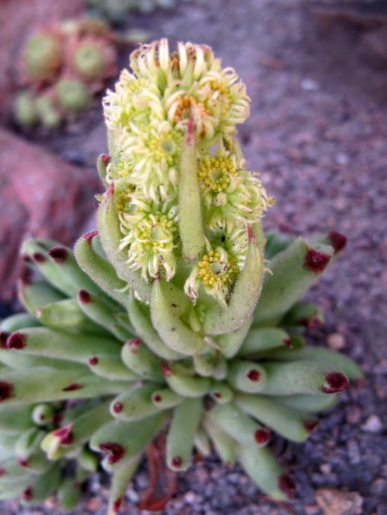 Photo of Hen and Chicks (Sempervivum calcareum 'Grigg's Surprise') uploaded by goldfinch4