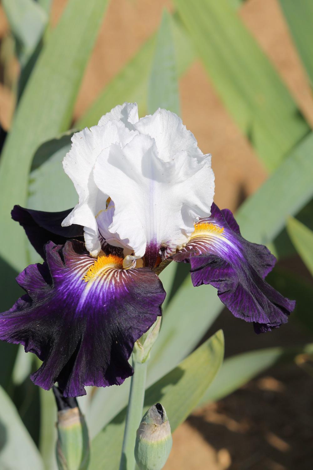 Photo of Tall Bearded Iris (Iris 'Grace upon Grace') uploaded by ARUBA1334