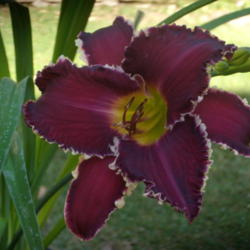 Location: My garden in Bakersfield, CA
Date: 2012-05-24 