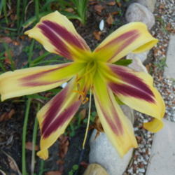 Location: My garden in Bakersfield, CA
Date: 2010-06-11 