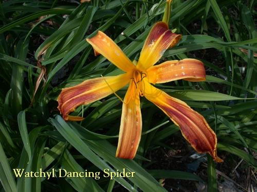 Photo of Daylily (Hemerocallis 'Watchyl Dancing Spider') uploaded by Joy