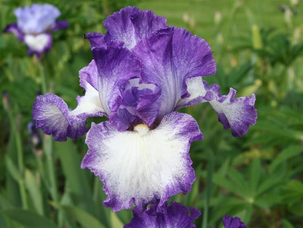 Photo of Tall Bearded Iris (Iris 'Jesse's Song') uploaded by KentPfeiffer