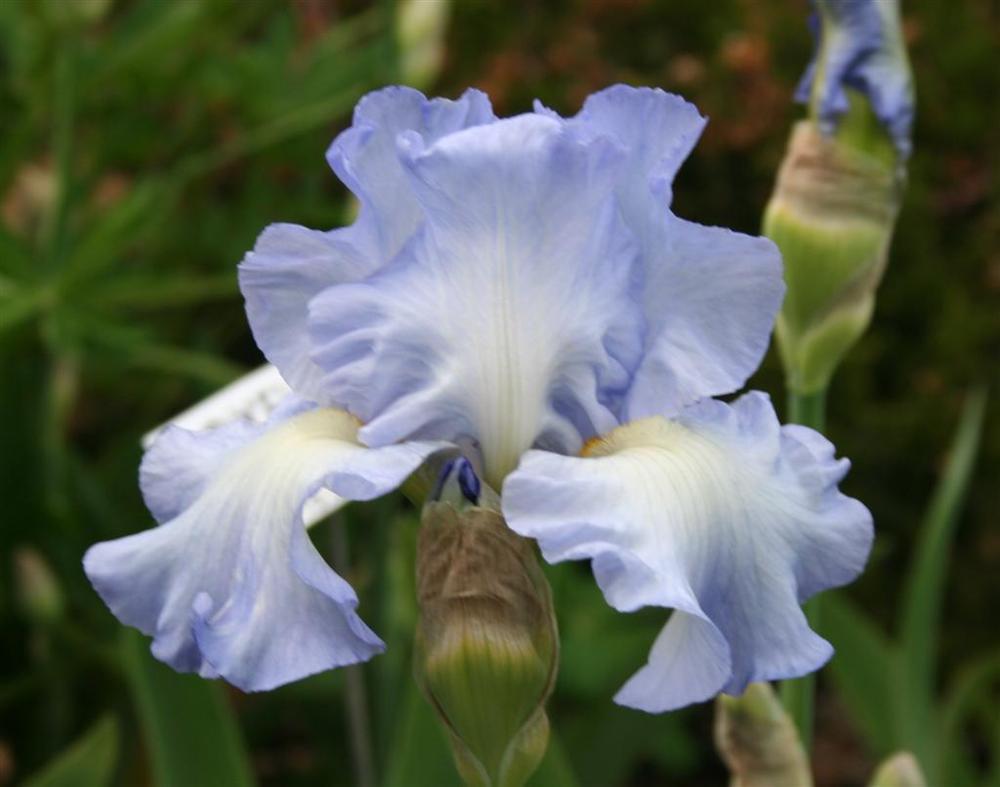 Photo of Tall Bearded Iris (Iris 'Joyful Skies') uploaded by KentPfeiffer