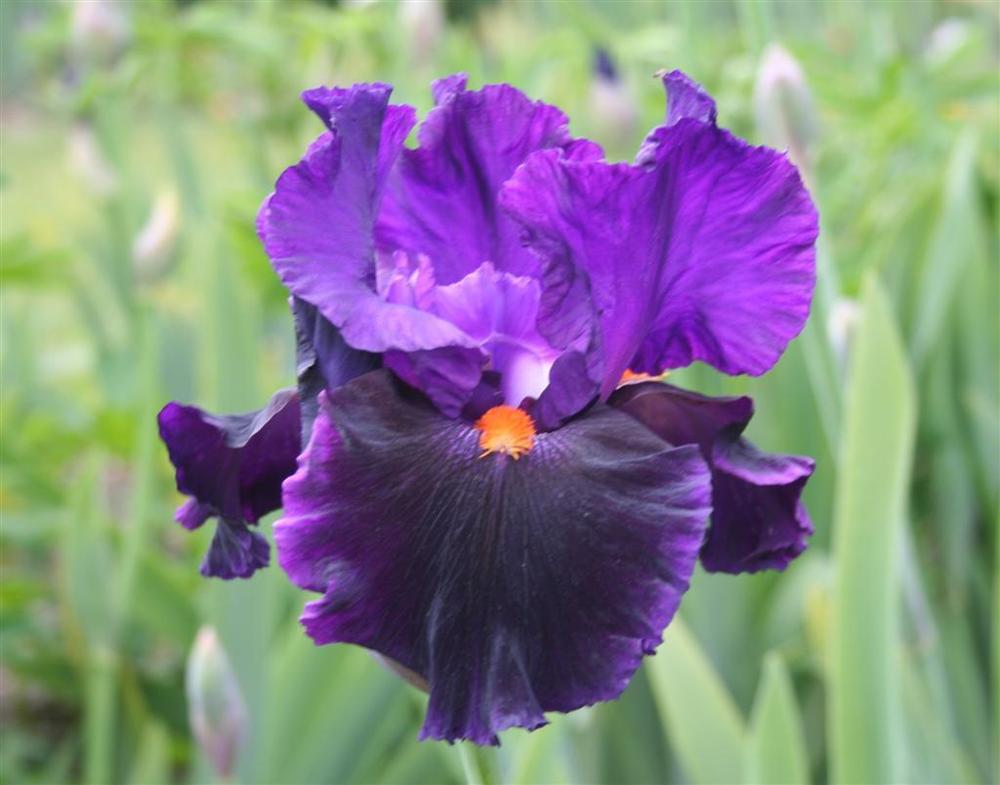 Photo of Tall Bearded Iris (Iris 'Local Color') uploaded by KentPfeiffer