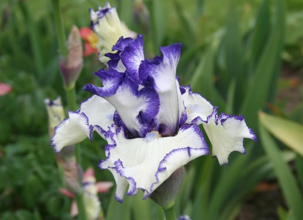 Photo of Tall Bearded Iris (Iris 'Freedom Song') uploaded by KentPfeiffer