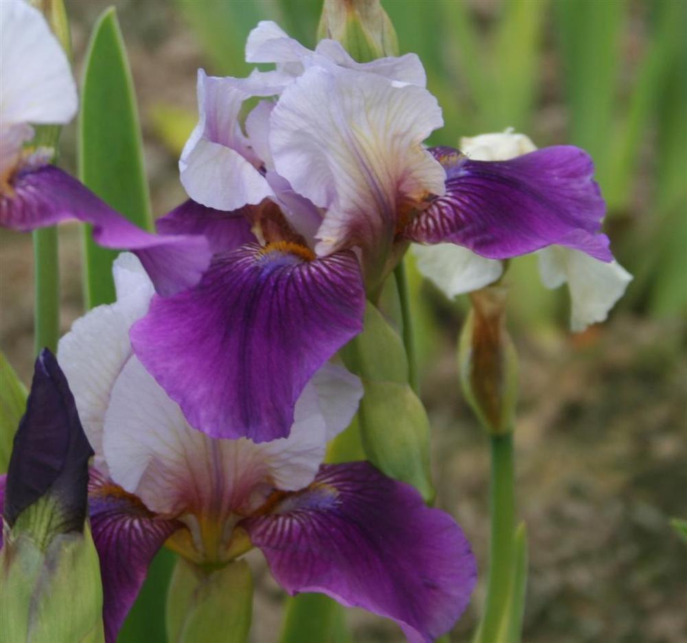 Photo of Miniature Tall Bearded Iris (Iris 'Chartres') uploaded by KentPfeiffer
