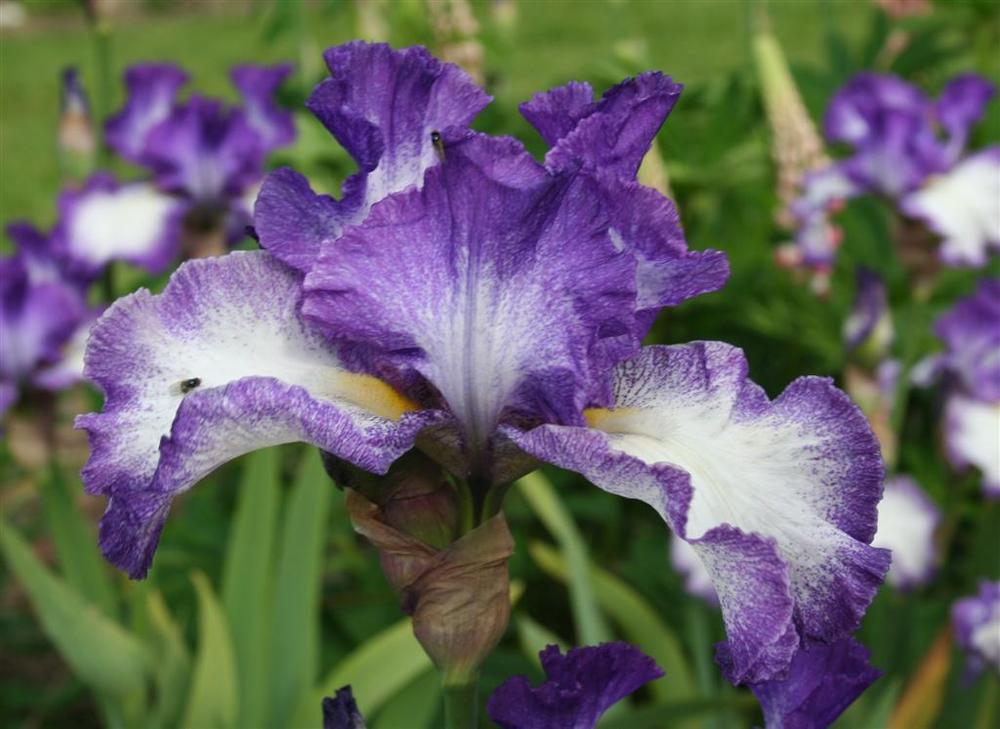 Photo of Tall Bearded Iris (Iris 'Jesse's Song') uploaded by KentPfeiffer