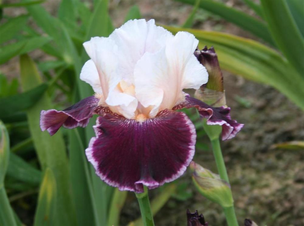 Photo of Tall Bearded Iris (Iris 'Crimson Snow') uploaded by KentPfeiffer