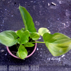 
Date: 2012-07-06
[...my Calla Lily starting out after being in the loft hybernatin