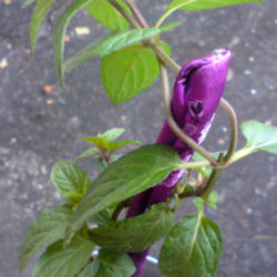 
Date: 2012-07-06
[...my favourite mint plant's stem.]