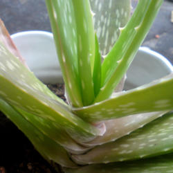
Date: 2012-07-06
[...the stem of my Aloe var.chinensis.]