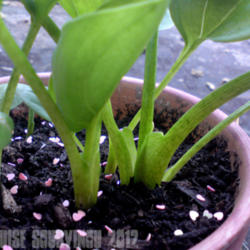
Date: 2012-07-06
[...arum Lily stems.]