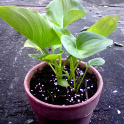 
Date: 2012-07-06
[...arum Lily leaves.]