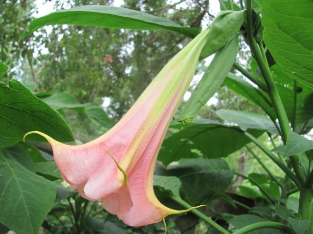 Photo of Angel Trumpet (Brugmansia 'Painted Lady') uploaded by Ridesredmule