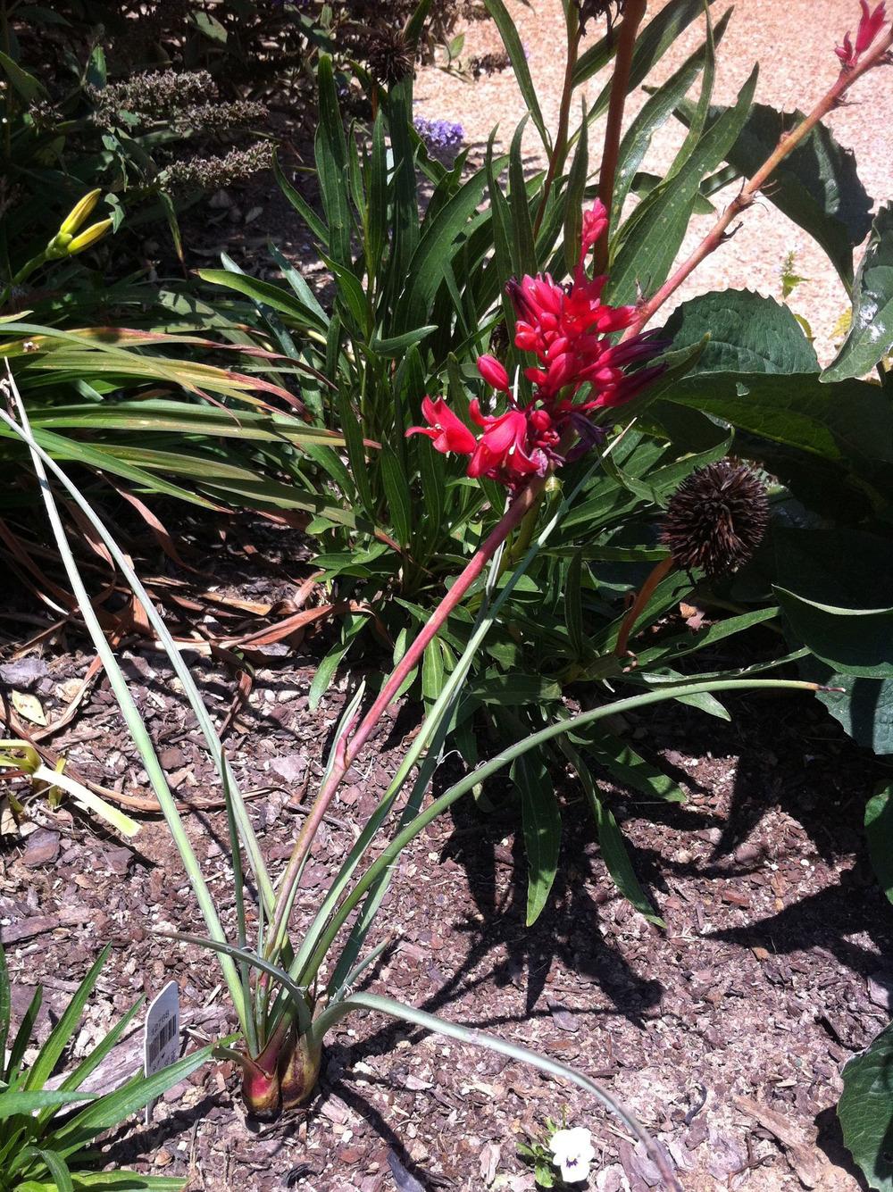 Photo of the entire plant of Red Yucca (Hesperaloe parviflora