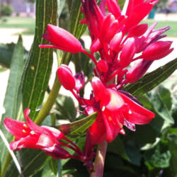 Location: Medina, TN
Date: 2012-07-02
Unlike other Hesperaloe plants, the flowers on 'Brakelights' are 