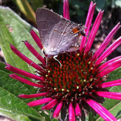 Location: Medina, TN
Date: 2012-07-02
Butterflies love Echinacea 'Burgundy Fireworks.'