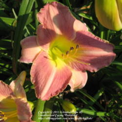 Location: Perfect Perennials, the Garden of Diane & Stuart Kendig
Date: 2012-06-30