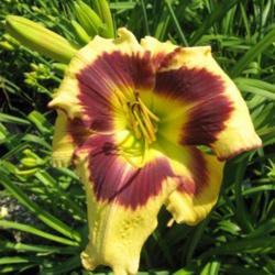 Location: Perfect Perennials, the Garden of Diane & Stuart Kendig
Date: 2012-07-01