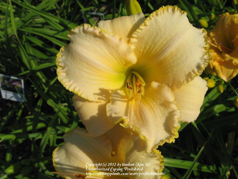 Photo of Daylily (Hemerocallis 'Goldeneye') uploaded by kimkats