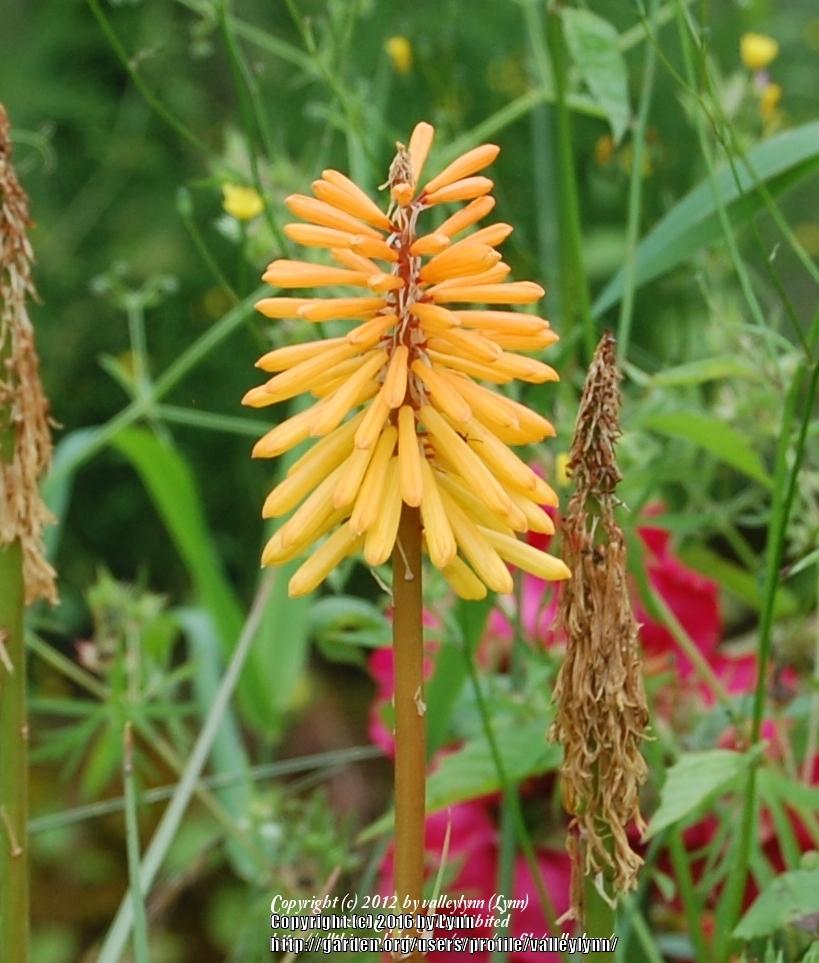 Photo of Torch Lilies (Kniphofia) uploaded by valleylynn