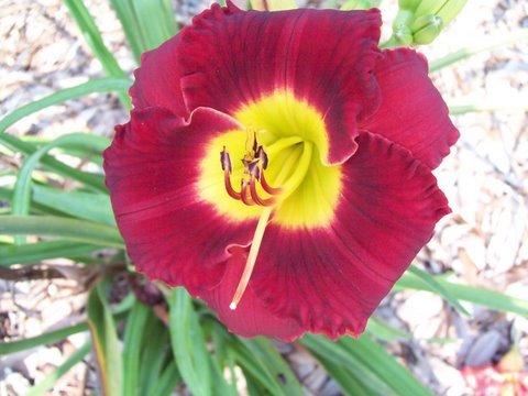 Photo of Daylily (Hemerocallis 'Crimean Crimson') uploaded by vic