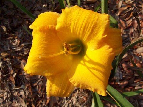 Photo of Daylily (Hemerocallis 'Calistoga Sun') uploaded by vic